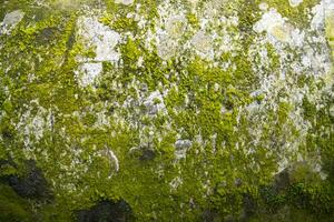 lichen champignons vert mousse sur le vieux concrétiser mur abstrait texture Contexte. rouillé, sale, graveleux ancien Contexte photo