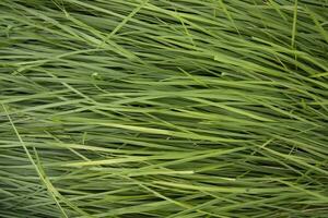 vert longue herbe modèle texture pouvez être utilisé comme une Naturel Contexte fond d'écran photo