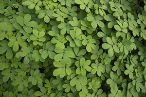 Haut vue de vert feuilles texture Contexte photo