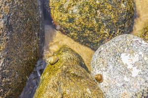 escargots de mer sur les rochers et les rochers sous l'île de kos en grèce. photo