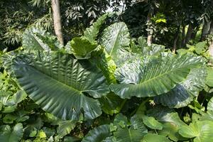 vert alocasia ou l'éléphant oreille arbre plante Naturel texture Contexte photo