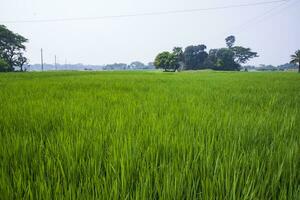 agriculture paysage vue de le grain riz champ dans le campagne de bangladesh photo