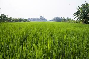 agriculture paysage vue de le grain riz champ dans le campagne de bangladesh photo