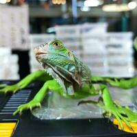 une rare et unique petit vert iguane posant photo