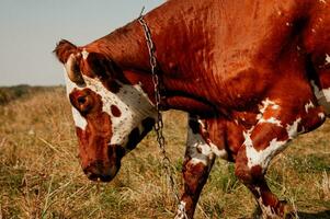 portrait de une rouge et blanc vache dans profil contre le Contexte de un l'automne champ photo