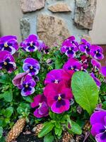 violet fleurs dans pot photo