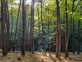 soleil en forêt photo