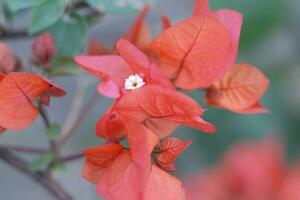 fleur rouge dans le jardin photo