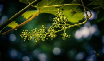 raisins blancs et feuilles photo