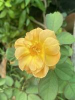 Jaune Rose fleur dans la nature jardin photo