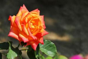 belle rose orange photo