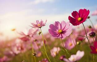 une cosmos fleur visage à lever du soleil dans champ. génératif ai photo