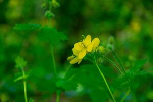 Jaune chélidoine fleur dans une forêt clairière avec une bokeh effet. printemps paysage. photo