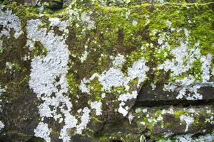 lichen champignons vert mousse sur le vieux concrétiser mur abstrait texture Contexte. rouillé, sale, graveleux ancien Contexte photo