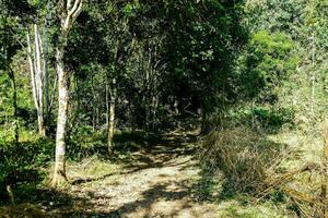 une saleté chemin dans le milieu de une forêt photo