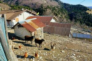 divers ferme animaux photo