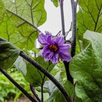 2021 07 17 lac de santa croce solanum melongena photo