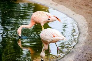 flamants roses dans le étang photo