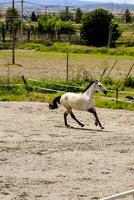 une cheval fonctionnement dans un ouvert champ photo