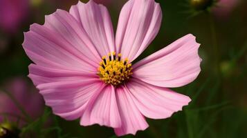 cosmos fleur épanouissement sur flou vert Contexte champ. magnifique rose fleur dans se concentrer. ai généré photo