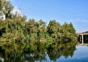 des arbres le long de le Lac photo