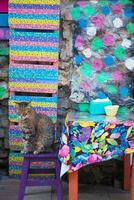 gris Couleur chat séance sur une chaise à Istanbul café rue photo