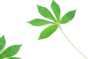 feuilles de manioc isolés sur fond blanc photo