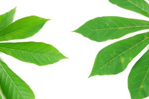 feuilles de manioc isolés sur fond blanc photo