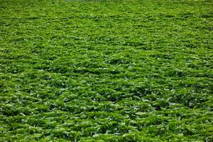 une fermer vue de luxuriant vert fourrage cultures prospère dans fertile sol. photo