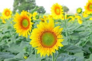 champ de tournesol magnifique avec sur le ciel bleu photo