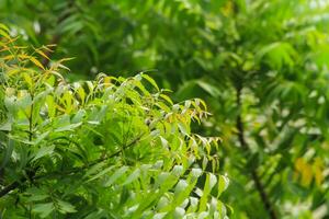 Naturel médicament soins de santé neem arbre feuilles photo