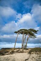 Ouest plage sur le baltique mer. de le vent, penché pin des arbres à le plage traversée photo