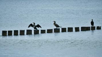 cormoran sur une épi sur le baltique mer. le des oiseaux sec leur plumes dans le Soleil photo