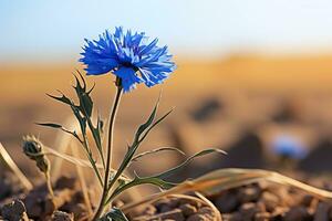 bleu bleuets dans une champ fermer. bleuets dans une été champ. généré par artificiel intelligence photo