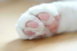 le chat patte photo