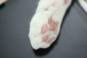 le chat patte photo