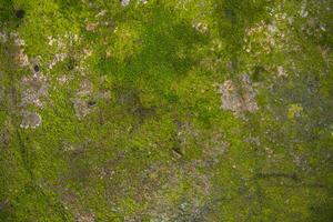 lichen champignons vert mousse sur le vieux concrétiser mur abstrait texture Contexte. rouillé, sale, graveleux ancien Contexte photo