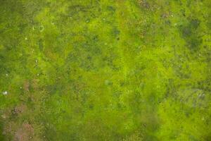 champignons mousse verte texture abstrait mur de béton. fond vintage rouillé, grungy, graveleux photo