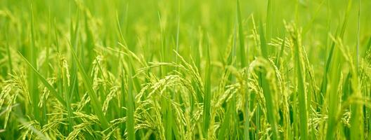 vert riz champ Contexte proche en haut magnifique Jaune riz des champs doux concentrer photo