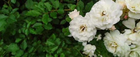 rosier. des roses blanches fleurissaient dans le jardin en été.