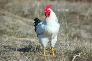 blanc coq avec rouge peigne dans le champ, fermer photo