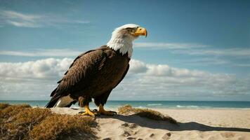 une magnifique été journée avec bleu ciel et une seul de Steller mer Aigle plus de le plage ai génératif photo