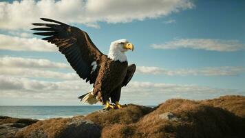 une magnifique été journée avec bleu ciel et une seul de Steller mer Aigle plus de le plage ai génératif photo