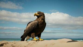 une magnifique été journée avec bleu ciel et une seul de Steller mer Aigle plus de le plage ai génératif photo