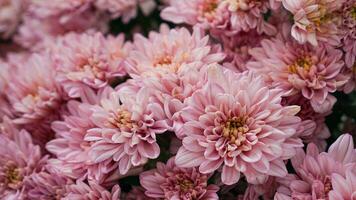 fermer de Frais magnifique violet ou puple chrysanthèmes de le jardin prêt à faire une bouquet pour le Contexte photo