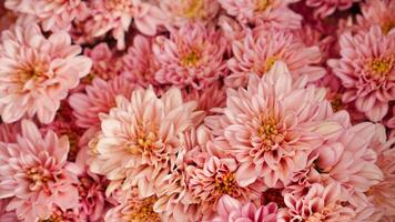 fermer de Frais magnifique rose chrysanthèmes de le jardin prêt à faire une bouquet pour le Contexte photo