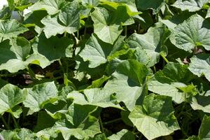 des buissons courgettes avec inflorescence photo