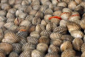 coquille sucrée asiatique dans un panier de glace photo