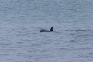 dauphin nager dans noir mer photo