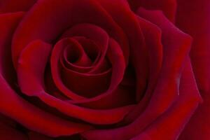 proche en haut de magnifique rouge Rose photo